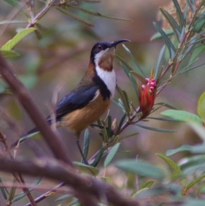 Acanthorhynchus tenuirostris (Eastern Spinebill) at Acton, ACT - 20 Sep 2010 by KMcCue
