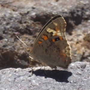 Junonia villida at Uriarra Village, ACT - 17 Jan 2018 12:32 PM