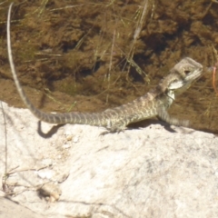 Intellagama lesueurii howittii at Uriarra Village, ACT - 17 Jan 2018