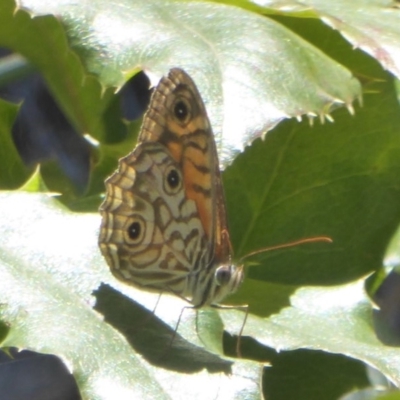 Geitoneura acantha (Ringed Xenica) at Uriarra Village, ACT - 17 Jan 2018 by Christine