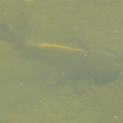 Cyprinus carpio (Common Carp) at Uriarra Village, ACT - 17 Jan 2018 by Christine