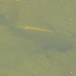 Cyprinus carpio at Uriarra Village, ACT - 17 Jan 2018