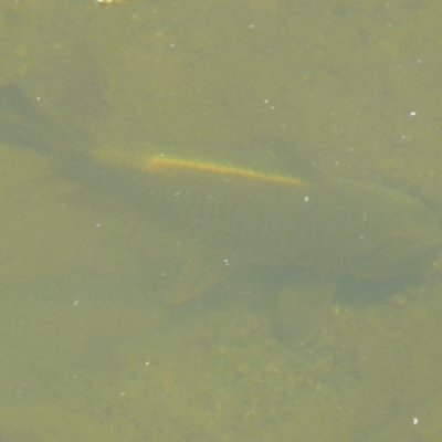 Cyprinus carpio (Common Carp) at Uriarra Village, ACT - 17 Jan 2018 by Christine