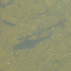 Cyprinus carpio at Uriarra Village, ACT - 17 Jan 2018