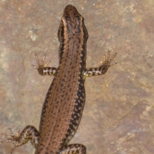 Eulamprus heatwolei at Uriarra Village, ACT - 17 Jan 2018