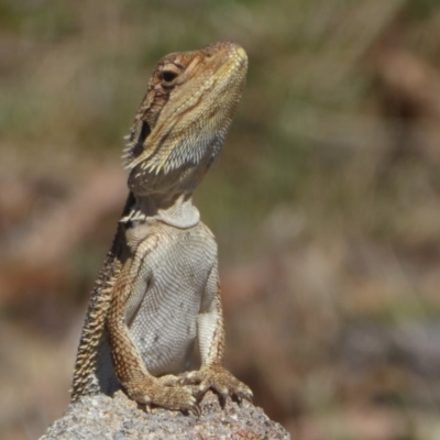 Pogona barbata (Eastern Bearded Dragon) at Stromlo, ACT - 17 Jan 2018 by Christine