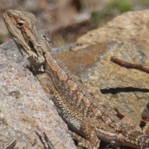 Pogona barbata at Stromlo, ACT - 17 Jan 2018