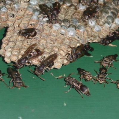 Ropalidia plebeiana (Small brown paper wasp) at Flynn, ACT - 21 Jan 2018 by Christine