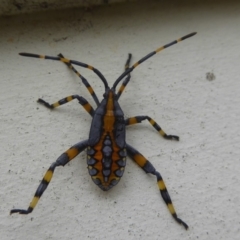 Amorbus sp. (genus) (Eucalyptus Tip bug) at Flynn, ACT - 21 Jan 2018 by Christine