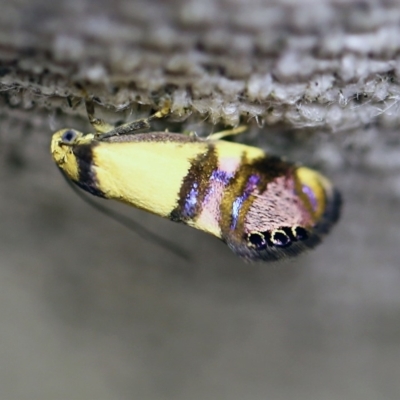 Eupselia satrapella and similar species (An Hypertrophid moth) at O'Connor, ACT - 24 Nov 2017 by ibaird