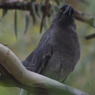 Strepera versicolor (Grey Currawong) at Aranda, ACT - 10 Mar 2010 by KMcCue