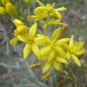 Bulbine glauca at Wamboin, NSW - 23 Oct 2014