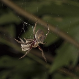 Hortophora transmarina at Higgins, ACT - 27 Jan 2018 10:24 PM