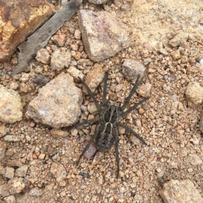 Tasmanicosa godeffroyi (Garden Wolf Spider) at Kambah, ACT - 28 Jan 2018 by CathyKatie