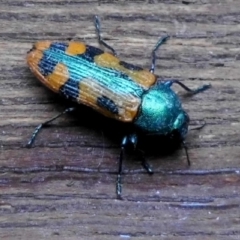 Castiarina scalaris (Scalaris jewel beetle) at Wanniassa Hill - 26 Dec 2017 by YumiCallaway