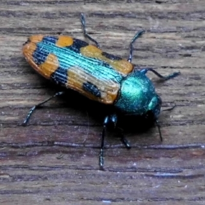 Castiarina scalaris (Scalaris jewel beetle) at Wanniassa Hill - 26 Dec 2017 by YumiCallaway