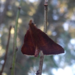 Endotricha pyrosalis at Flynn, ACT - 26 Jan 2018