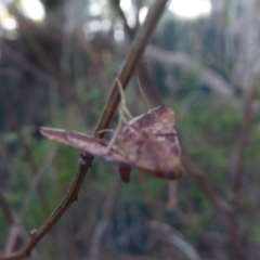 Endotricha pyrosalis at Flynn, ACT - 26 Jan 2018