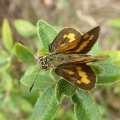 Ocybadistes walkeri (Green Grass-dart) at Flynn, ACT - 28 Jan 2018 by Christine