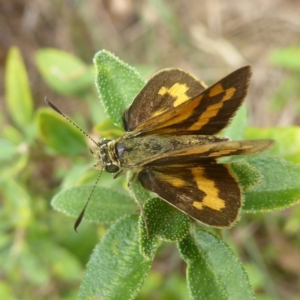 Ocybadistes walkeri at Flynn, ACT - 28 Jan 2018