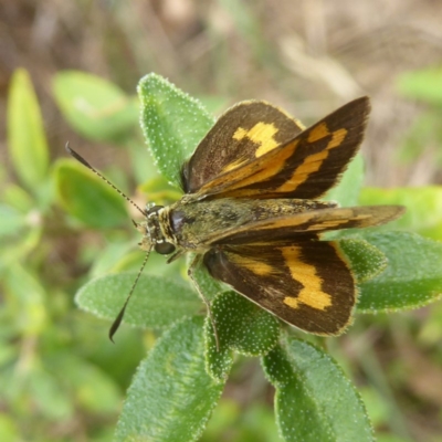 Ocybadistes walkeri (Green Grass-dart) at Flynn, ACT - 28 Jan 2018 by Christine