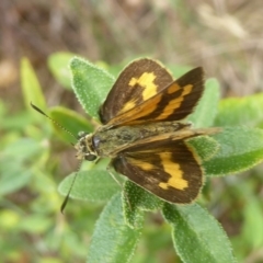 Ocybadistes walkeri at Flynn, ACT - 28 Jan 2018