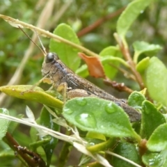 Phaulacridium vittatum (Wingless Grasshopper) at Flynn, ACT - 27 Jan 2018 by Christine