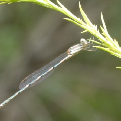 Austrolestes leda (Wandering Ringtail) at Flynn, ACT - 28 Jan 2018 by Christine