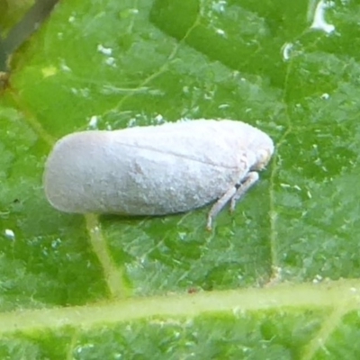 Anzora unicolor (Grey Planthopper) at Flynn, ACT - 28 Jan 2018 by Christine