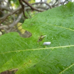 Anzora unicolor at Flynn, ACT - 28 Jan 2018