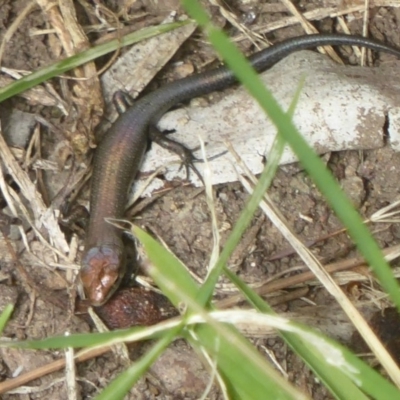 Lampropholis delicata (Delicate Skink) at Flynn, ACT - 28 Jan 2018 by Christine