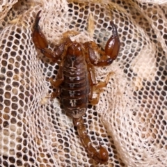 Urodacus manicatus (Black Rock Scorpion) at Wanniassa Hill - 13 Jan 2017 by YumiCallaway