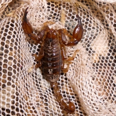 Urodacus manicatus (Black Rock Scorpion) at Fadden, ACT - 13 Jan 2017 by YumiCallaway