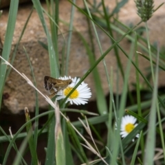 Taractrocera papyria (White-banded Grass-dart) at Murrumbateman, NSW - 27 Jan 2018 by SallyandPeter