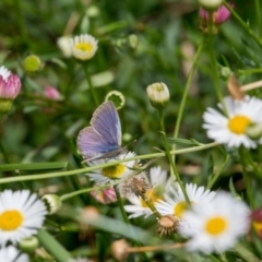 Zizina otis (Common Grass-Blue) at Murrumbateman, NSW - 28 Jan 2018 by SallyandPeter