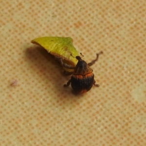 Haplonyx sp. (genus) at Fadden, ACT - 28 Jan 2018 10:56 AM