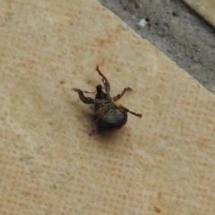 Haplonyx sp. (genus) at Fadden, ACT - 28 Jan 2018 10:56 AM