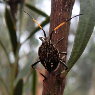 Poecilometis strigatus (Gum Tree Shield Bug) at Point 4376 - 26 Jan 2018 by CathB