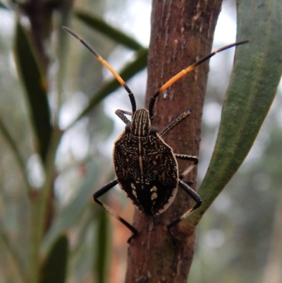 Poecilometis strigatus (Gum Tree Shield Bug) at Point 4376 - 27 Jan 2018 by CathB
