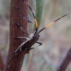 Poecilometis strigatus at Undefined Area - 27 Jan 2018 07:01 AM
