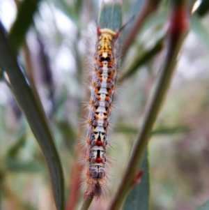 Acyphas semiochrea at Dunlop, ACT - 27 Jan 2018