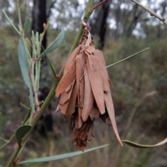 Hyalarcta huebneri (Leafy Case Moth) at Aranda Bushland - 26 Jan 2018 by CathB