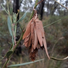 Hyalarcta huebneri (Leafy Case Moth) at Belconnen, ACT - 27 Jan 2018 by CathB