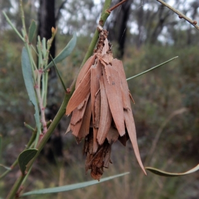 Hyalarcta huebneri (Leafy Case Moth) at Belconnen, ACT - 26 Jan 2018 by CathB
