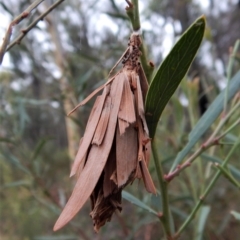 Hyalarcta huebneri at Belconnen, ACT - 27 Jan 2018