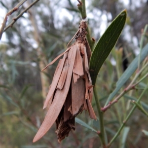 Hyalarcta huebneri at Belconnen, ACT - 27 Jan 2018 06:56 AM