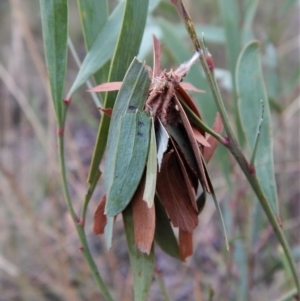 Hyalarcta huebneri at Belconnen, ACT - 27 Jan 2018