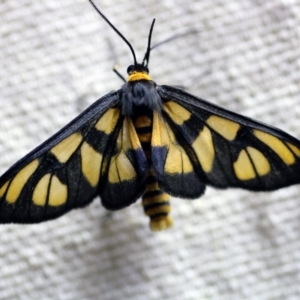 Amata (genus) at O'Connor, ACT - 8 Dec 2017 09:33 PM
