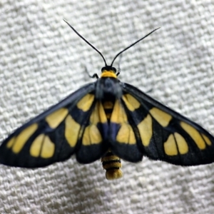 Amata (genus) at O'Connor, ACT - 8 Dec 2017 09:33 PM