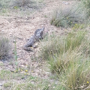 Varanus rosenbergi at Mount Clear, ACT - 28 Jan 2018